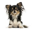Front view of a shaggy Chihuahua lying down, isolated