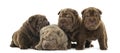 Front view of a Shar Pei puppies being together