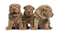 Front view of Shar Pei puppies sitting in a row, Royalty Free Stock Photo