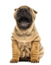 Front view of a Shar pei puppy, open mouth, Yawning