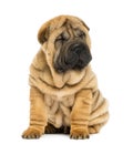 Front view of a Shar pei puppy sitting with eyes closed Royalty Free Stock Photo