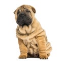 Front view of a Shar pei puppy sitting and looking away Royalty Free Stock Photo