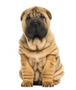 Front view of a Shar pei puppy sitting and looking at the camera Royalty Free Stock Photo