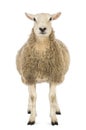 Front view of a Sheep looking at camera against white background Royalty Free Stock Photo