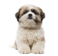 Front view of a Shih Tzu puppy lying