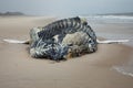 Dead Female Humpback Whale on Fire Island, Long Island, Beach, with Sand in Foreground and Atlantic Ocean in Background