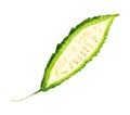Front view of single green bitter gourd or bitter melon in half isolated on white background with clipping path Royalty Free Stock Photo