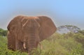 front view of a single male african elephant covered in a dust cloud as he flaps his ears in the wild buffalo springs national Royalty Free Stock Photo