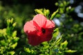 The front view of a single red shoeblackplant, hibiscus