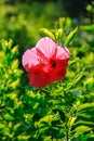 The front view of a single red shoeblackplant, hibiscus