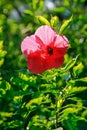 The front view of a single red shoeblackplant, hibiscus