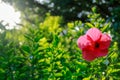 The front view of a single red shoeblackplant, hibiscus