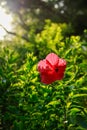 The front view of a single red shoeblackplant, hibiscus