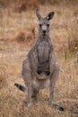 Front view of sitting kangaroo with hanging front legs Royalty Free Stock Photo