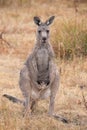 Front view of sitting kangaroo with hanging front legs Royalty Free Stock Photo