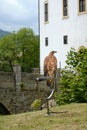 Trained large captive golden eagle bird of prey on town festivities at the old castle. Front view, environmental portrait. Royalty Free Stock Photo