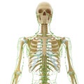 Front view of skeleton lymphatic system Royalty Free Stock Photo