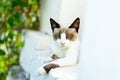 Front view of sleeping cat with unfocused vegetable background, sweet and tender image of a domestic cat