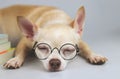 Sleepy brown chihuahua dog wearing eye glasses, lying down with stack of books on white background