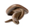 Front view of a slowworm - Anguis fragilis