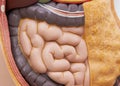 Front view of small intestines in body model Royalty Free Stock Photo