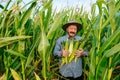 Front view of smiling aged farmer looking at camera in field with rich harvest, holding corn cobs Royalty Free Stock Photo