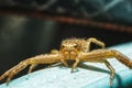 Front view of a spider in macro Royalty Free Stock Photo