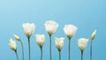 front view spring roses. High quality photo Royalty Free Stock Photo