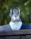 Squirrel holding an almond.