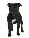 Front view of Staffordshire bull terrier, standing Royalty Free Stock Photo