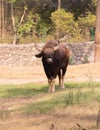 Front view of standing Gaur, Bos gaurus or Indian bison in the cage of chhatbir zoo Royalty Free Stock Photo