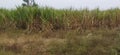 Front view of sugarcane plantation at final stage.