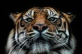 Front view of Sumatran tiger isolated on black background. Portrait of Sumatran tiger Panthera tigris sumatrae Royalty Free Stock Photo