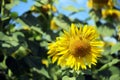 Front view of a sunflower flower (Helianthus annuus) in full sun, Umbria, Italy Royalty Free Stock Photo