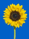 Front view of a sunflower in full bloom on blue background Royalty Free Stock Photo