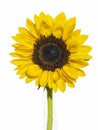 Front view of a sunflower in full bloom Royalty Free Stock Photo