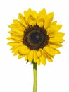 Front view of a sunflower in full bloom on white background Royalty Free Stock Photo
