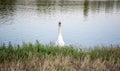 Front view on swan looking at camera. A white swan is floating in the water. Wild swan swimming on the lake Royalty Free Stock Photo