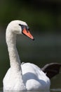 Front view of swimming mute swan Cygnus olor