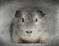 Front view of a Swiss Teddy Guinea Pig facing, Royalty Free Stock Photo