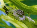 Front view of a Thai micro crab, Limnopilos naiyanetri, cECP 2013