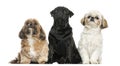 Front view of three dogs sitting in a row, isolated Royalty Free Stock Photo