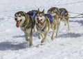 Three husky dogs at race in winter, Moss pass, Switzerland