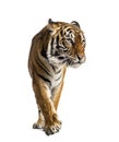 Front view of a tiger walking, big cat, isolated Royalty Free Stock Photo