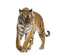 Front view of a tiger walking