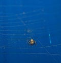 Front view of a tiny baby grass spider on blue background Royalty Free Stock Photo