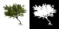 Front view of Tree Acacias 4 Plant png with alpha channel to cutout made with 3D render