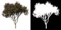Front view tree (Adolescent Rain Tree Albizia Saman 1) white background alpha png 3D Rendering Ilustracion 3D