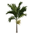 Front view tree Young Areca catuche Tree Palm 2 Tree white background 3D Rendering Ilustracion 3D