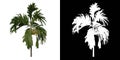 Front view tree (Young Areca catuche Tree Palm 3) white background alpha png 3D Rendering 3D Ilustracion